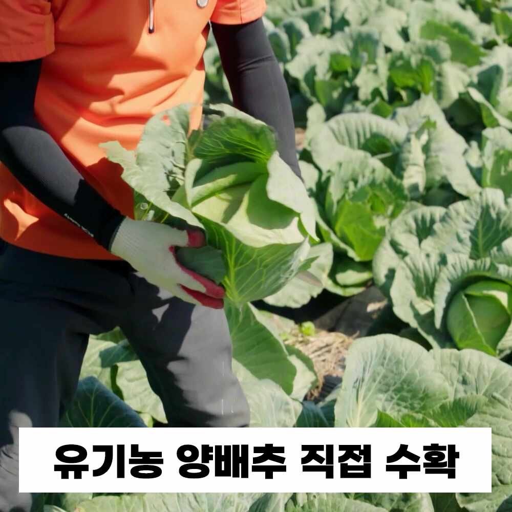 유기농 양배추즙 100ml 30포 진액 엑기스 — 마무리