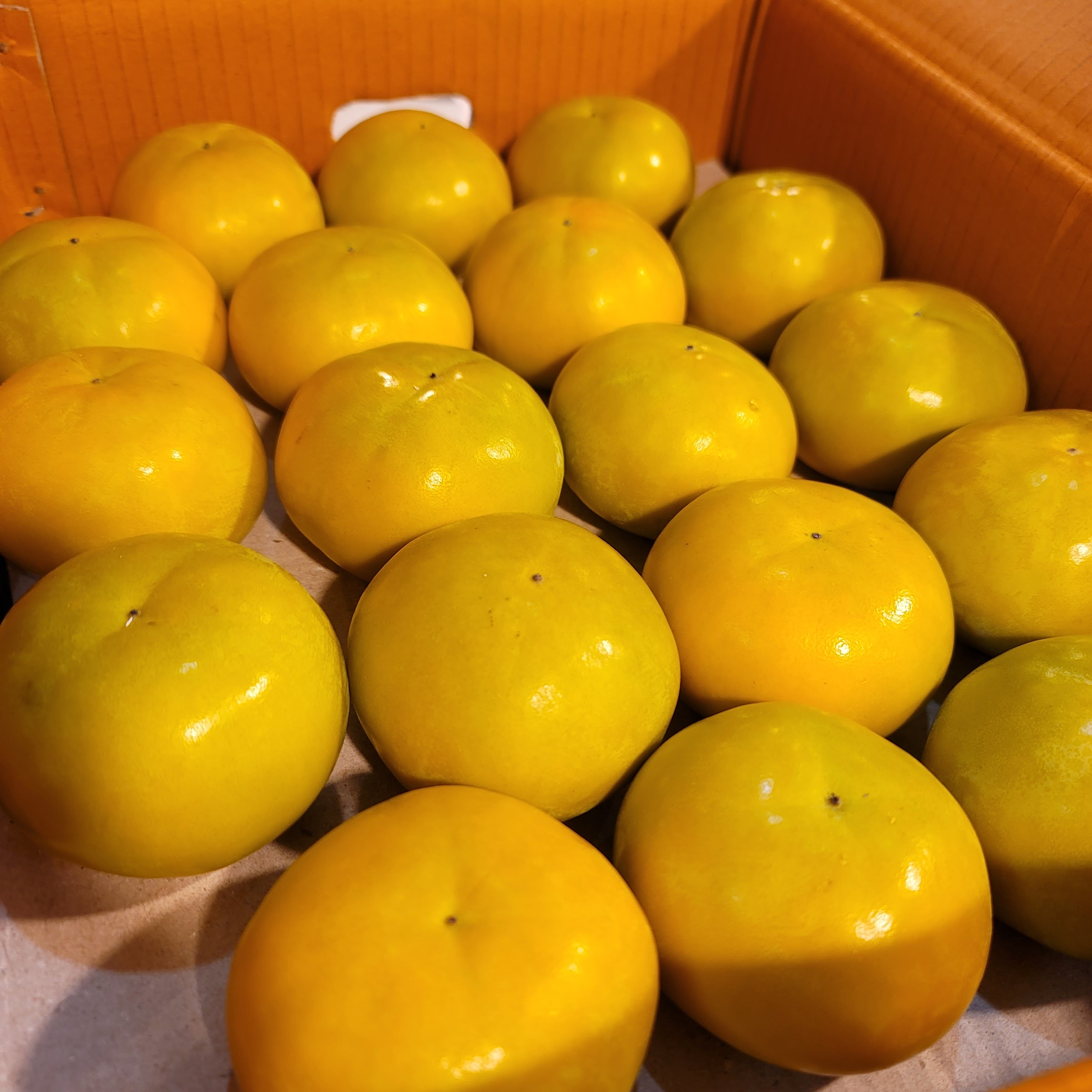 땡감 단감 5kg, 1개 - 상세 이미지 2
