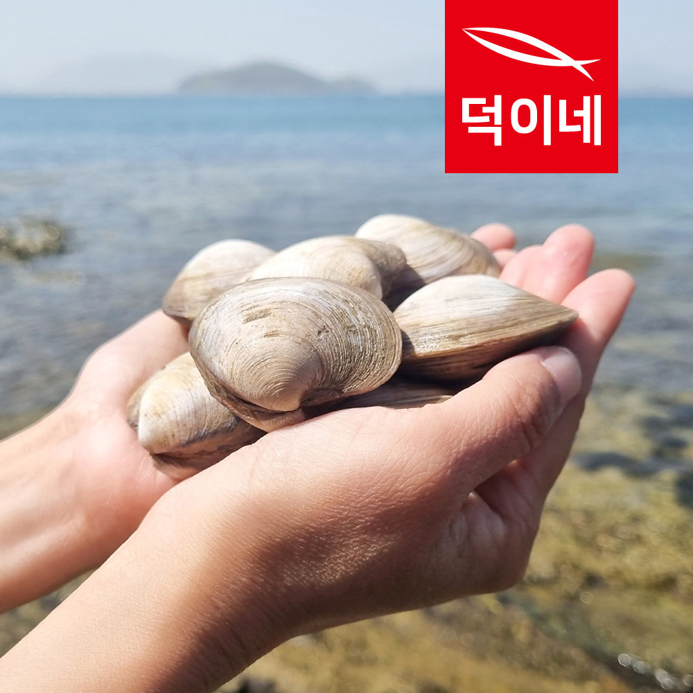 통영할매 백생합 백합 상합 백상합 1kg - 상세 이미지 2