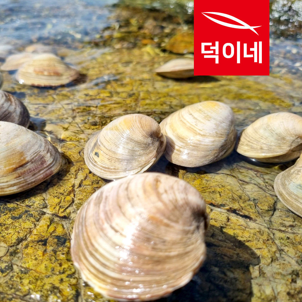 통영할매 백생합 백합 상합 백상합 1kg - 상세 이미지 3
