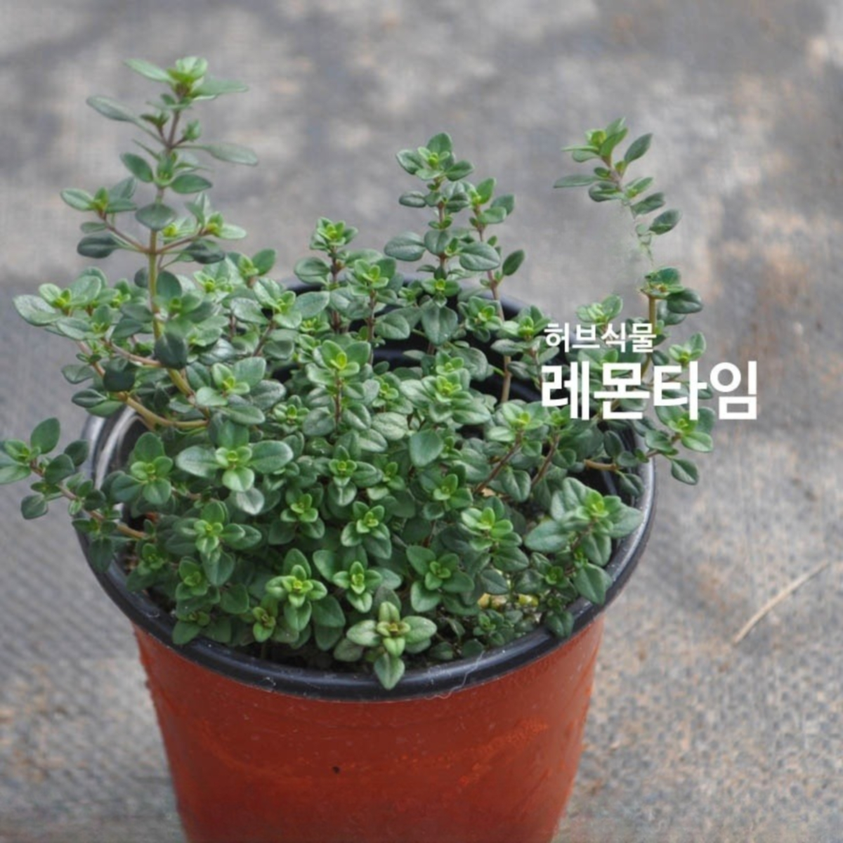 FV 레몬타임  화분 4개 : 녹색그린농산