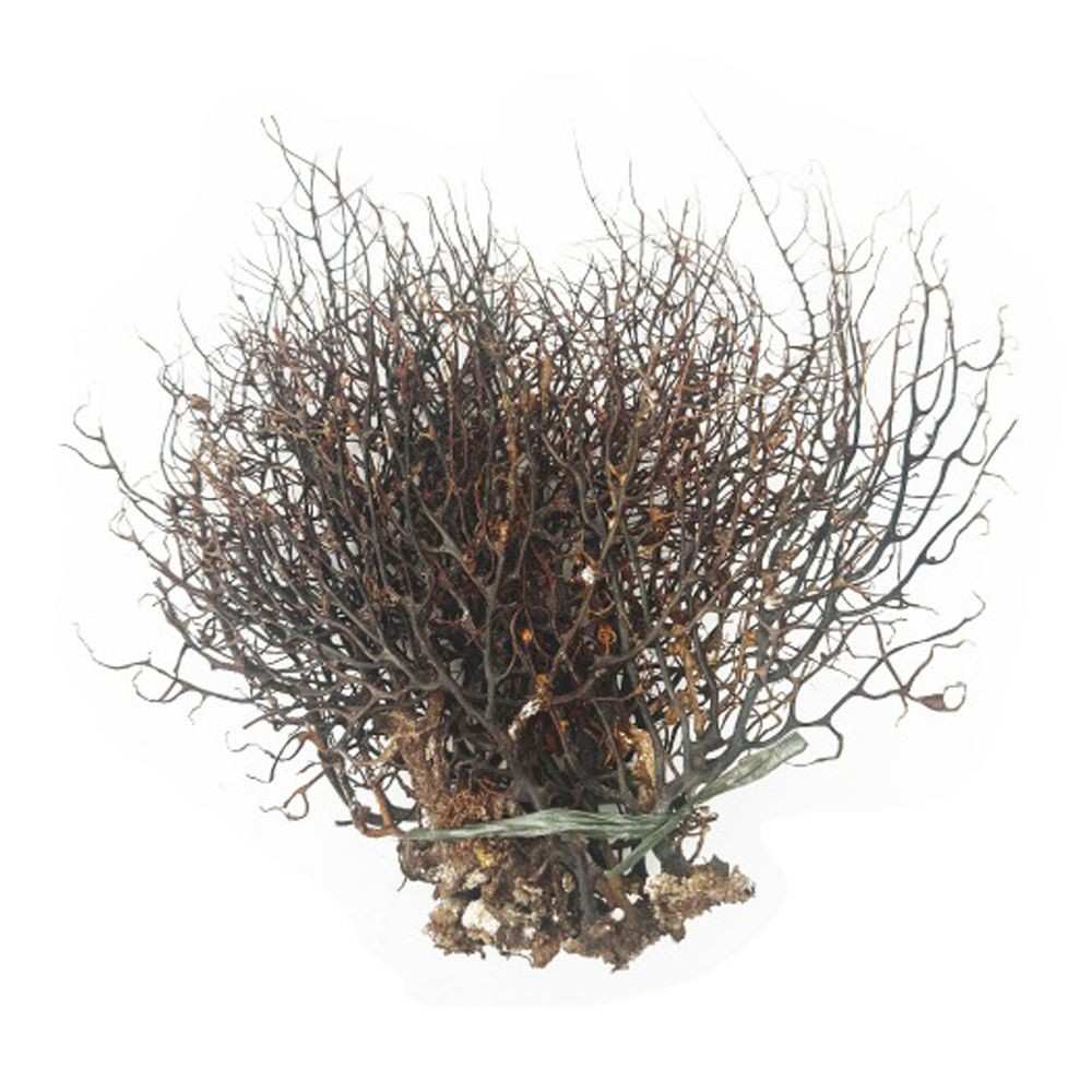 [초록끈] 천연 산호초 시판 7-9인치(중)10pcs - 상품 이미지