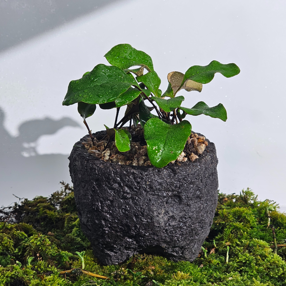 ［직접재배 토종자생식물］애기석위 테라리움 비바리움