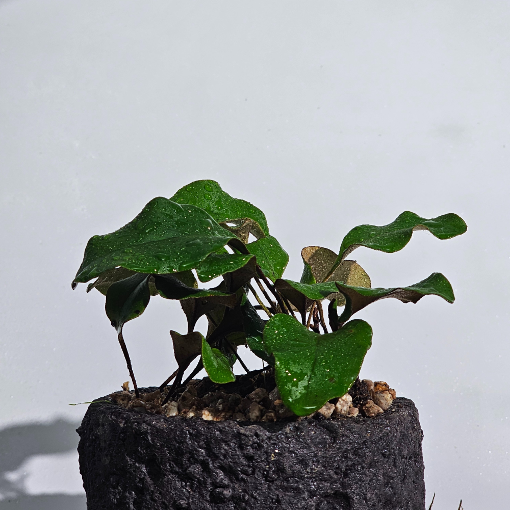 직접재배 토종자생식물 애기석위 10cm 키우기쉬운 음지 양치식물 - 상세 이미지 2