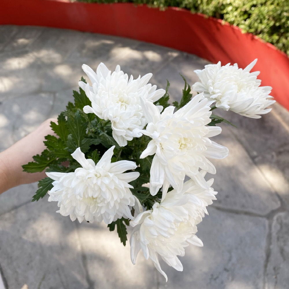 대국 생화 흰국화 추모 성묘꽃 납골당 꽃다발 생화택배 - 메인 이미지