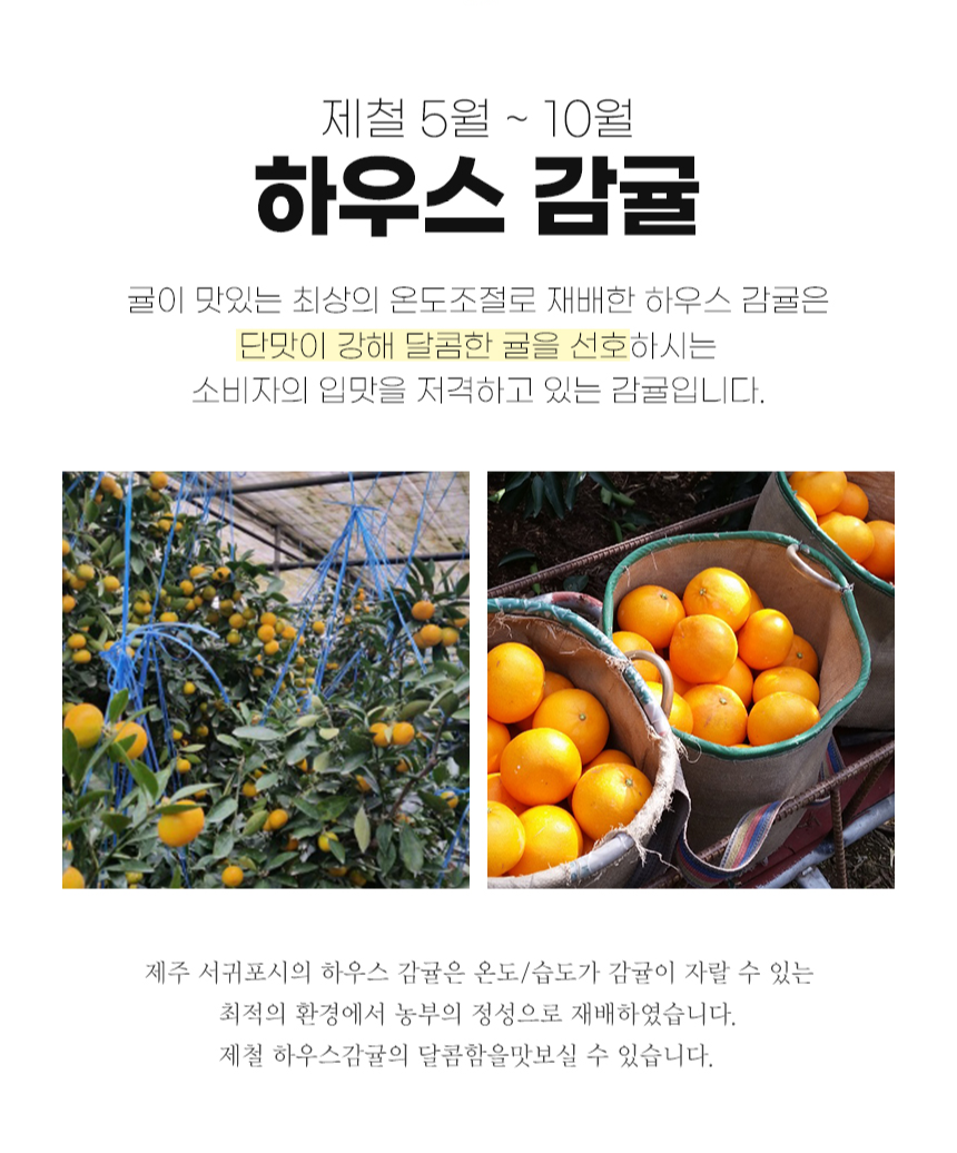 하귤 제주 유라귤 타이백 감귤 노지 극조생감귤 타이벡 감귤 10kg 5키로 - 상세 이미지 4