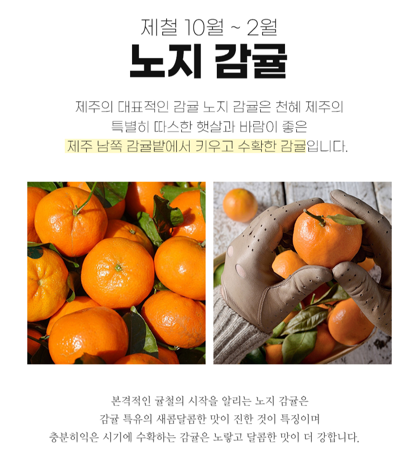 하귤 제주 유라귤 타이백 감귤 노지 극조생감귤 타이벡 감귤 10kg 5키로 - 상세 이미지 2