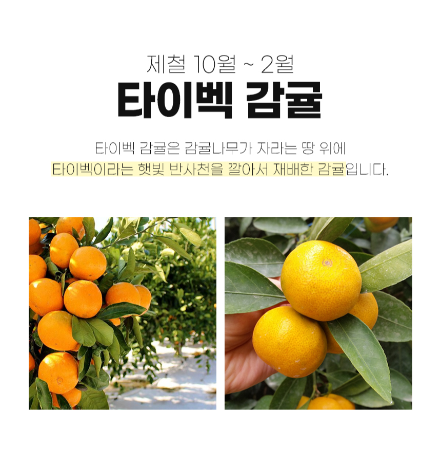 하귤 제주 유라귤 타이백 감귤 노지 극조생감귤 타이벡 감귤 10kg 5키로 - 상세 이미지 3