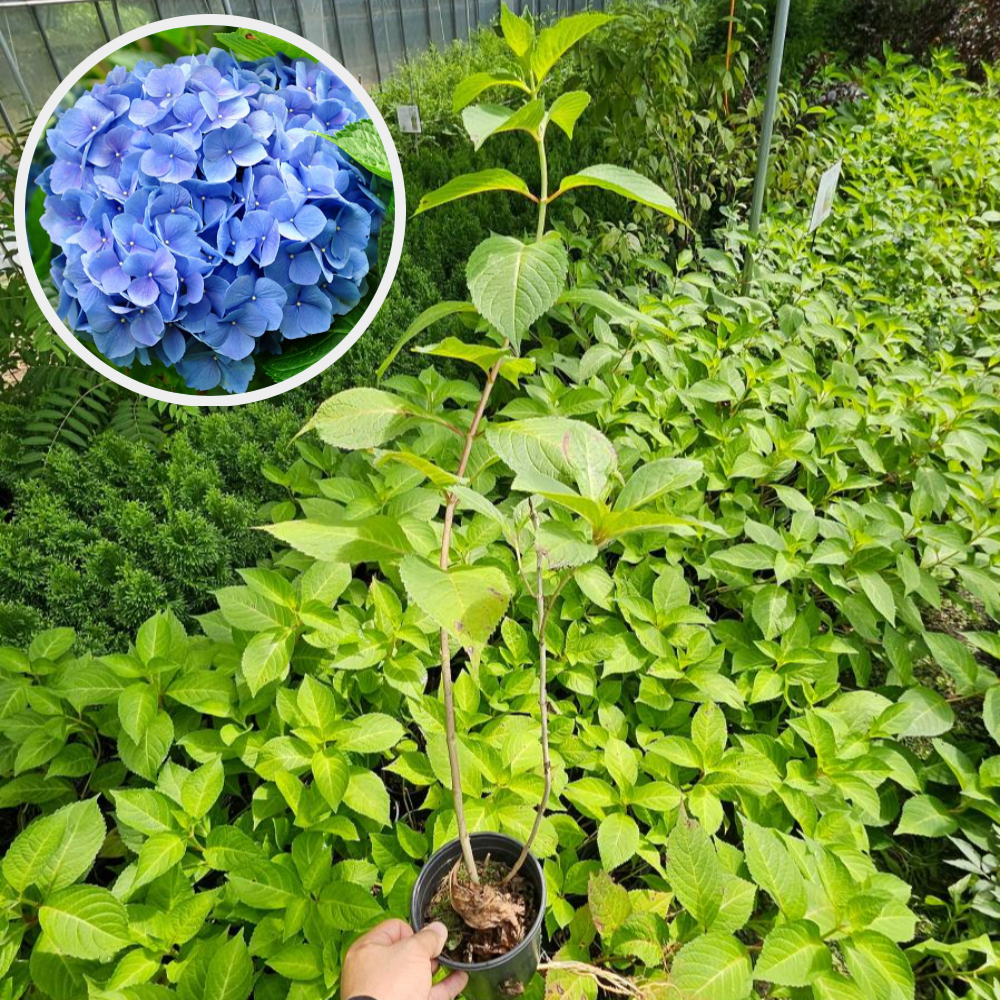 목수국 나무 선데이프레이즈 P9포트묘 2개묶음 - 상세 이미지 5