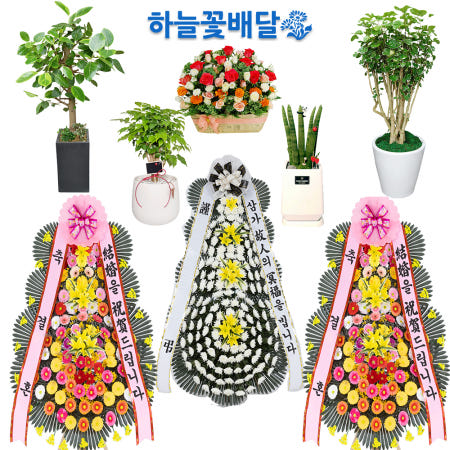 [성남화분배달 성남시개업화분 당일배송]남원화분배달 남원시근조화환 꽃배달