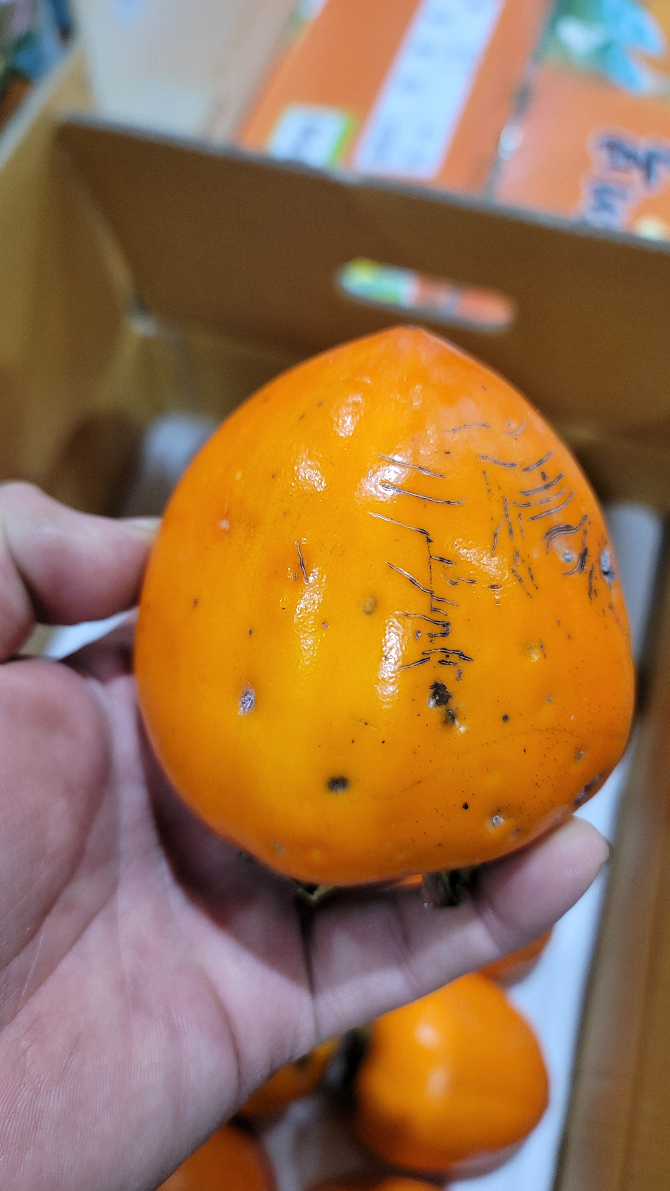 촉촉달콤 대봉감 홍시 곶감용 5kg 1박스 - 상세 이미지 3