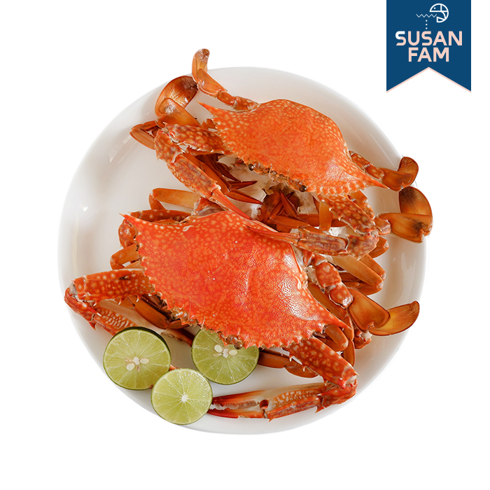 국산 제철 꽃게 10kg 암꽃게 숫꽃게 신진도 연평도 조업 알배기 - 상세 이미지 2