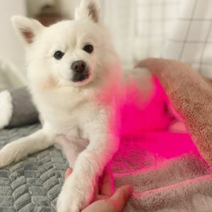 아픈 강아지 고양이 디스크 슬개골탈구 치료관리 근적외선광치료기 펫스니즈-... 솔직 후기 | 실제 사용자 리뷰 총정리 - 상품 이미지 1