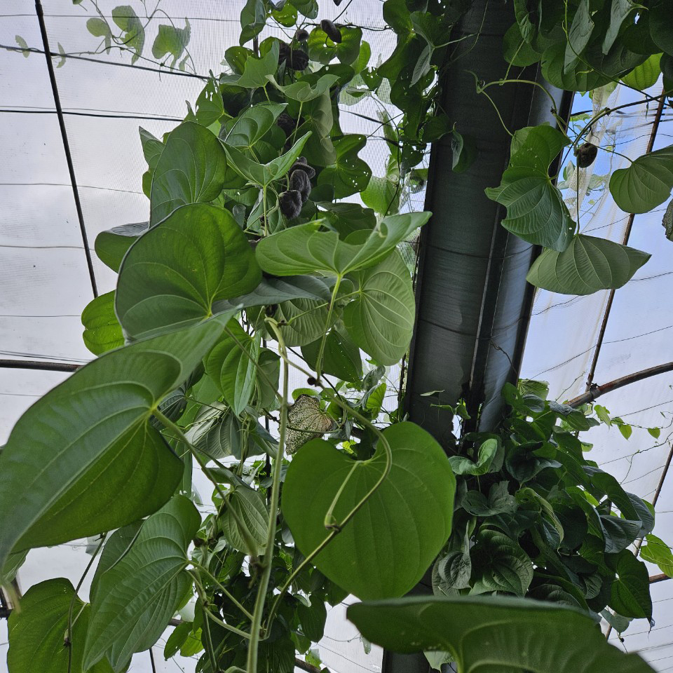 청정 제주도 국내산 햇 하늘마 열마마 국산 마 2kg - 상세 이미지 5