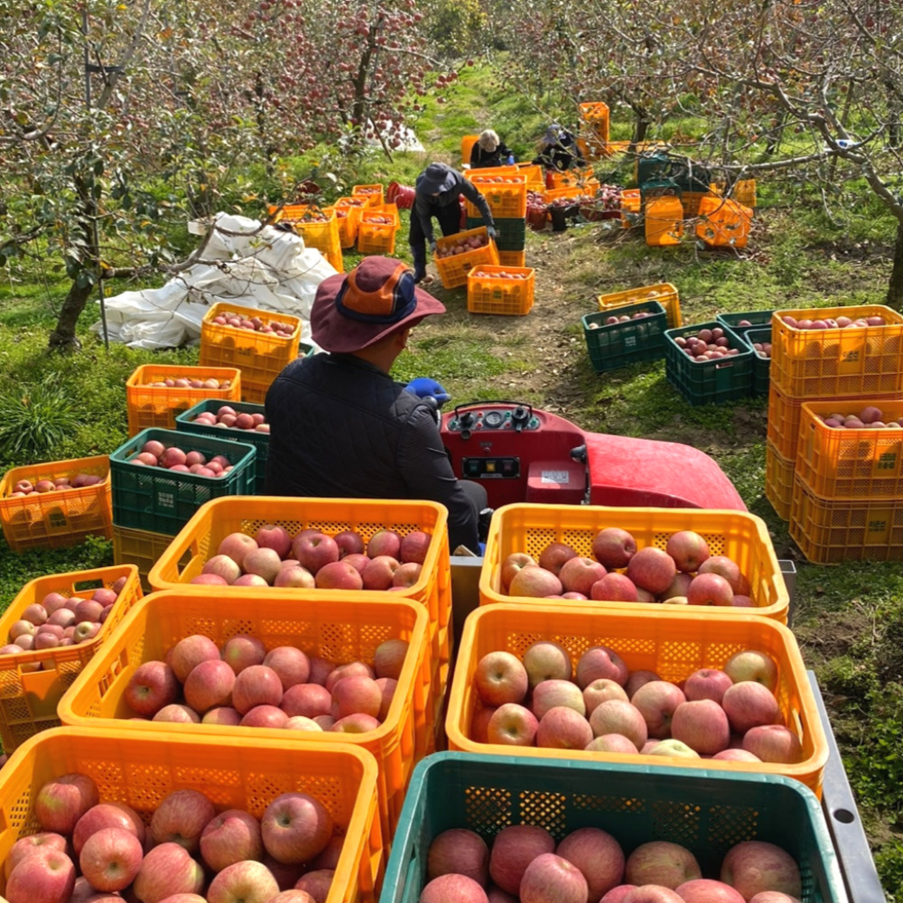 사과 청송 문경 부사 못난이 세척 햇 꿀사과 5kg 10kg