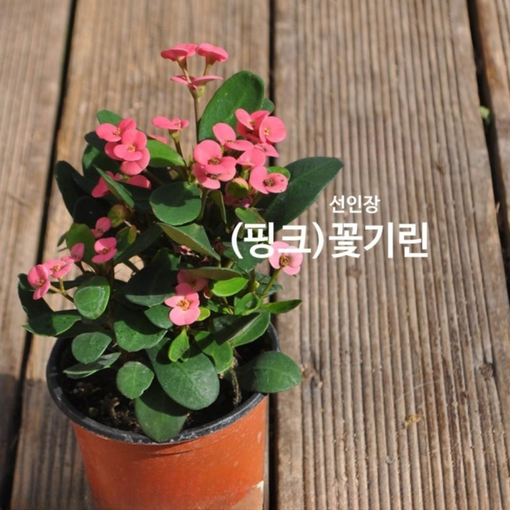 FV 꽃기린(핑크)  화분 4개 : 녹색그린농산