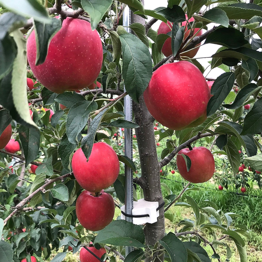 사과 청송 문경 부사 못난이 세척 햇 꿀사과 5kg 10kg