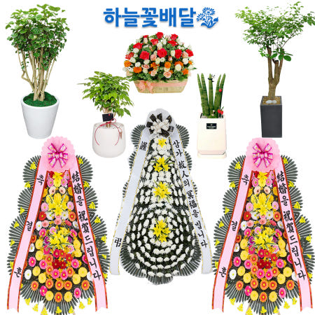 [성남화분배달 성남시개업화분 당일배송]남원시화분 꽃배달 화환 개업화분