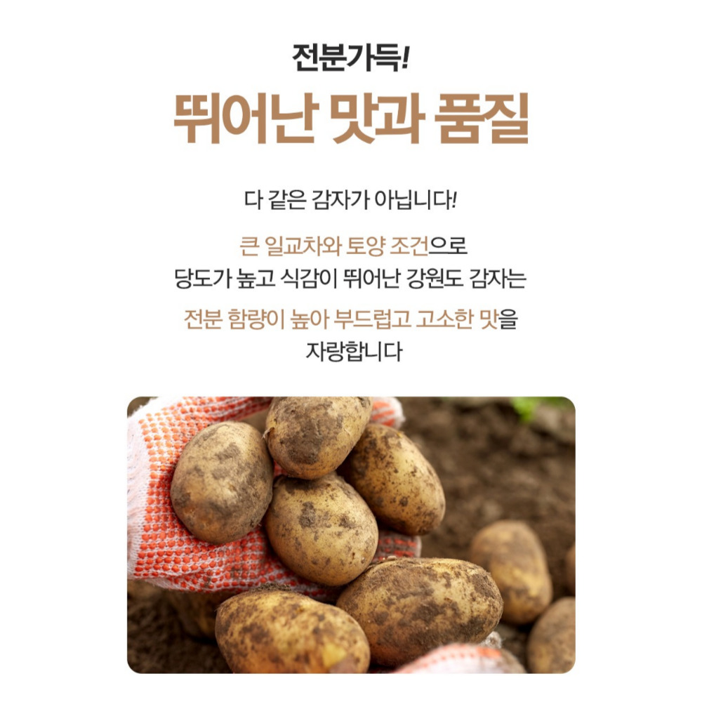 강원도 햇감자 수미 두백 분 감자 왕왕 특 국내산 하지 왕 3kg 5kg 10kg : 농사친구 스토어