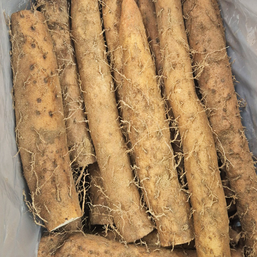 안동마 장마 2kg, 5kg 생마 - 상세 이미지 2