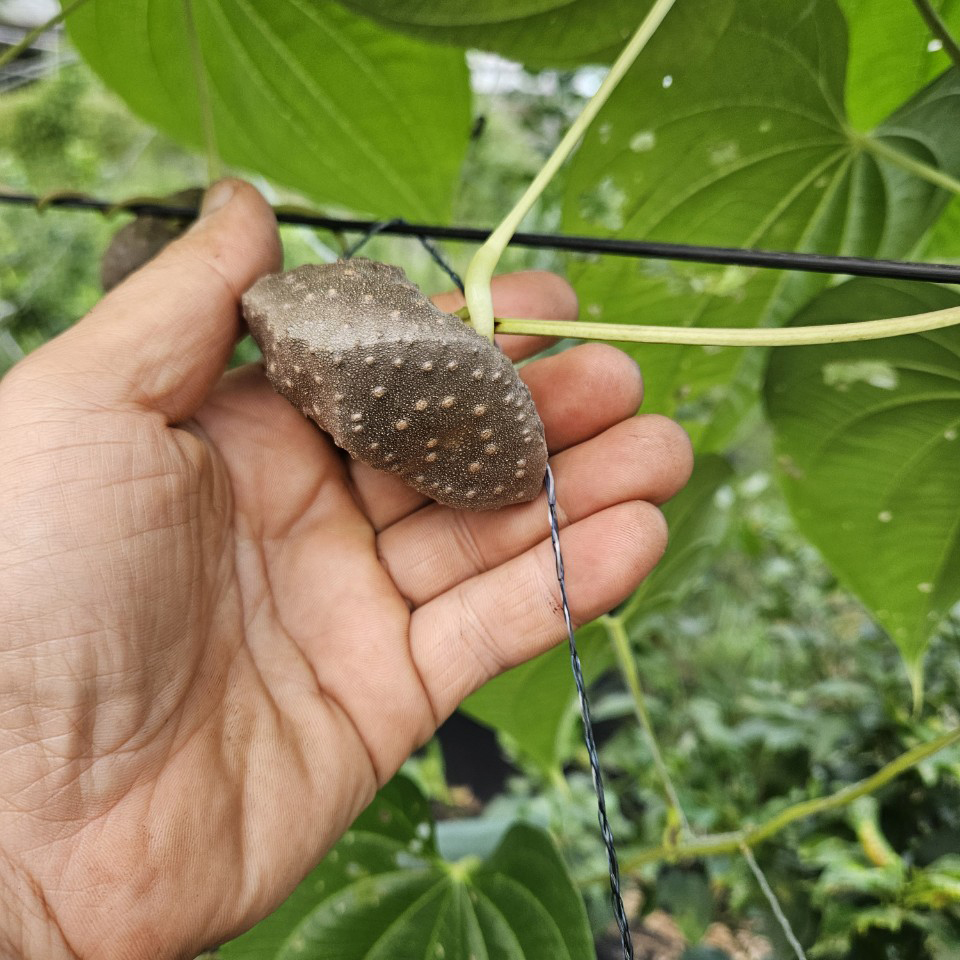 청정 제주도 국내산 햇 하늘마 열마마 국산 마 2kg - 상세 이미지 4