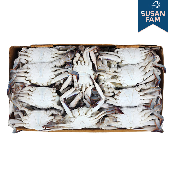 국산 제철 꽃게 10kg 암꽃게 숫꽃게 신진도 연평도 조업 알배기 - 상세 이미지 3