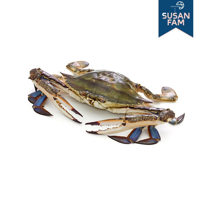 국산 제철 꽃게 10kg 암꽃게 숫꽃게 신진도 연평도 조업 알배기 - 상세 이미지 4