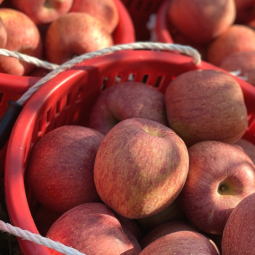 사과 청송 문경 부사 못난이 세척 햇 꿀사과 5kg 10kg