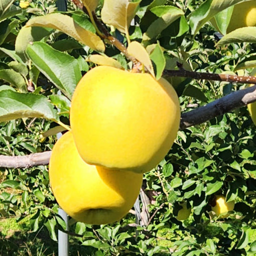 시나노골드 황금 사과