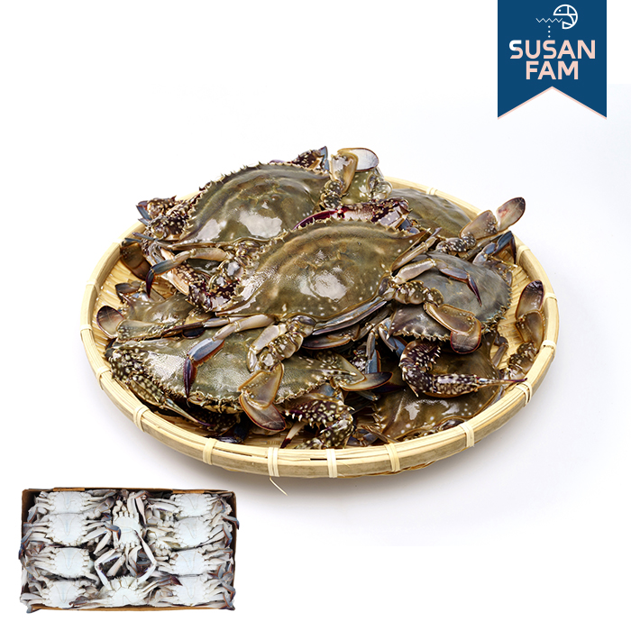 국산 제철 꽃게 10kg 암꽃게 숫꽃게 신진도 연평도 조업 알배기