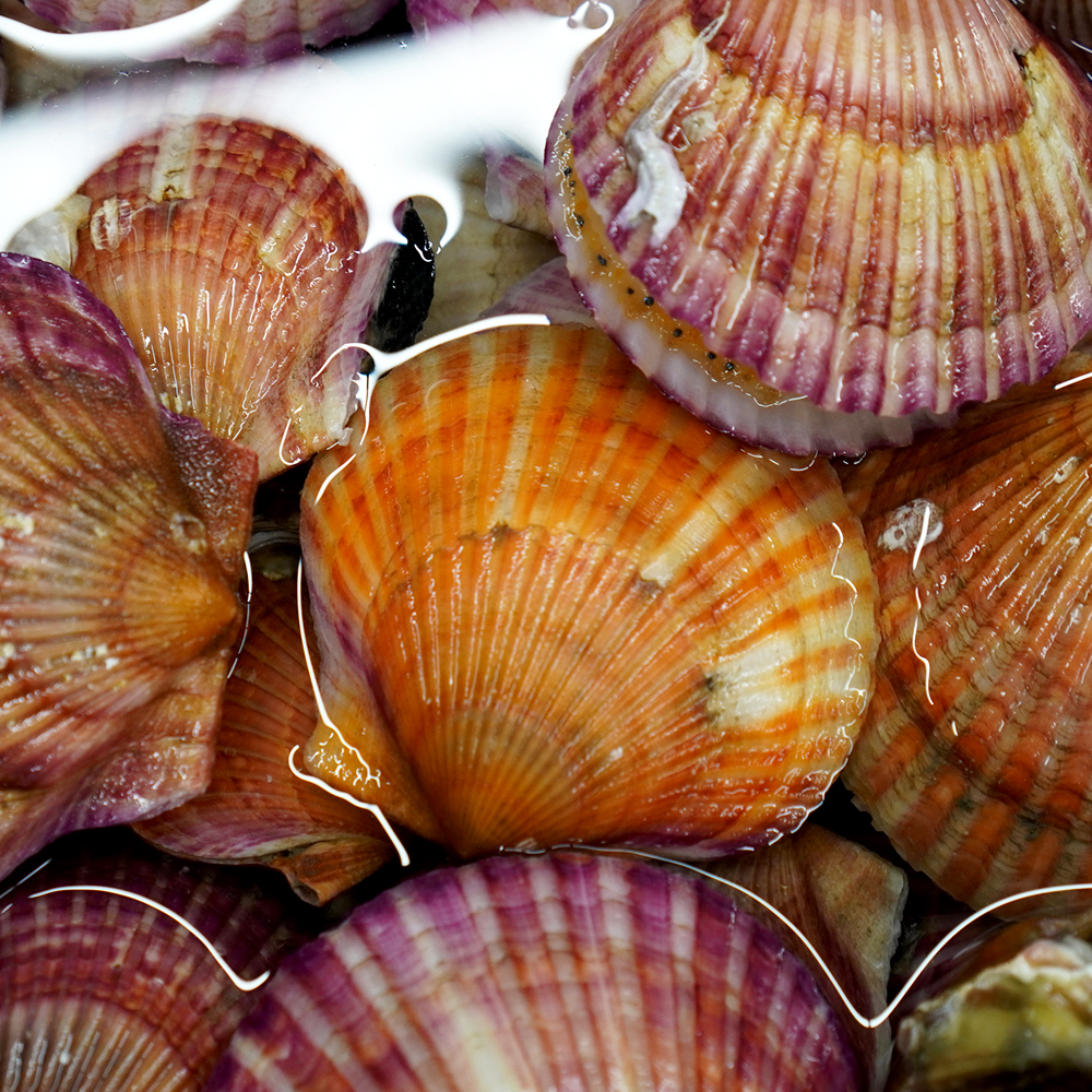 통영 홍가리비 세척 선별 비단 가리비 조개 구이 1kg, 1개