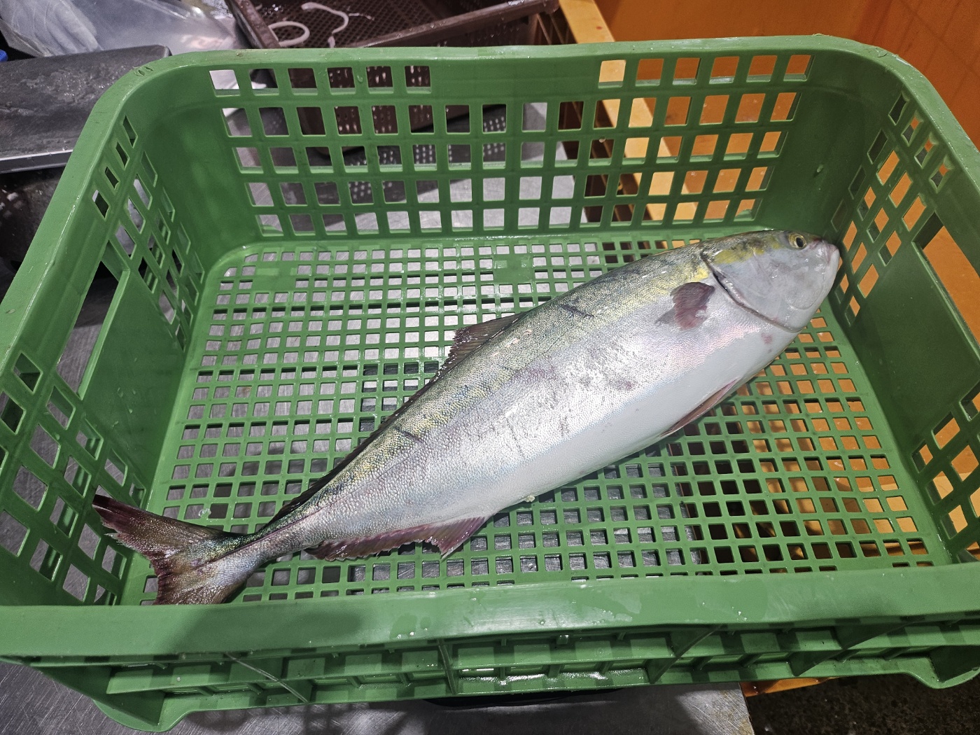 통영 자연산 방어회 300g 손질 필렛스킨포장쌈채소삼둥이초장 - 상세 이미지 5