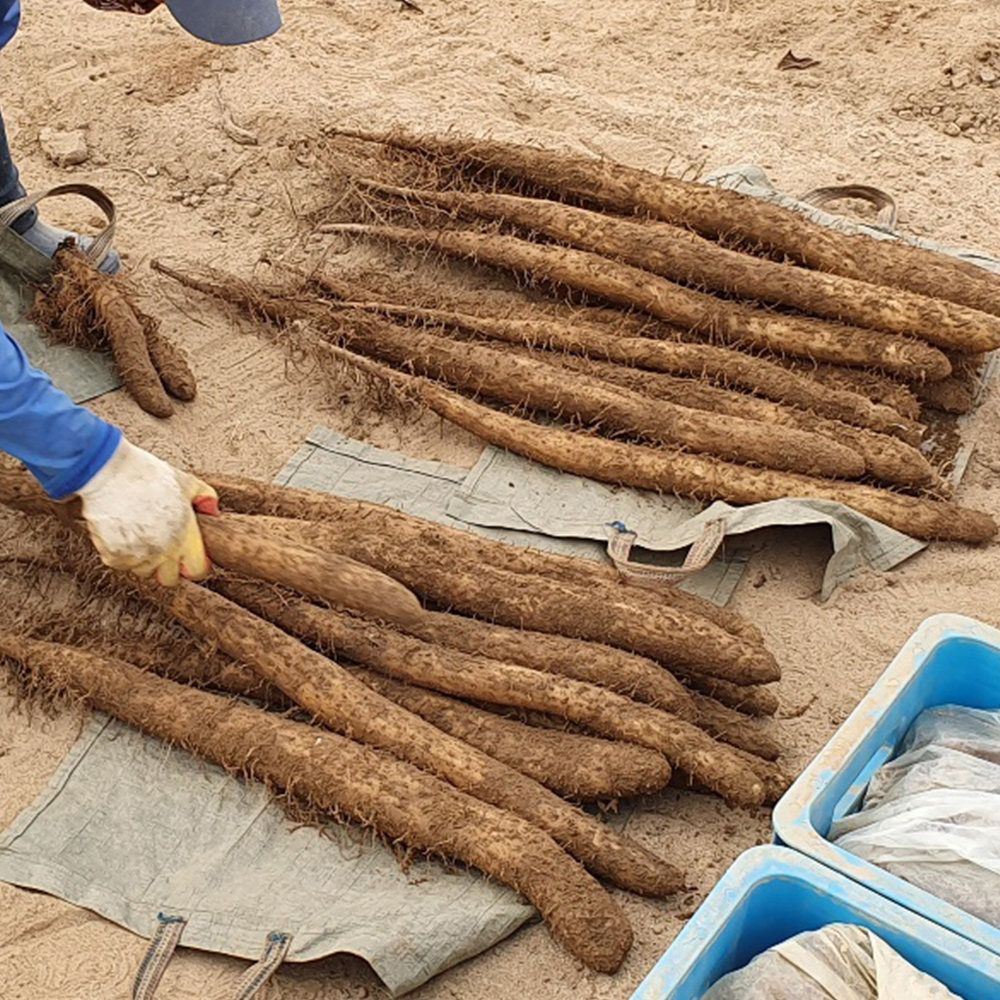 안동 햇 우엉 2kg, 4kg 생우엉 - 상세 이미지 2