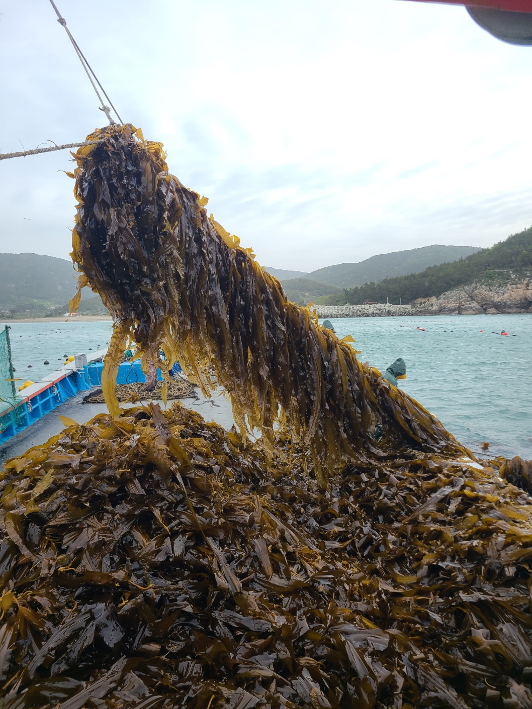 완도 활전복2kg 믿고 먹는 산지직송 이미지 6