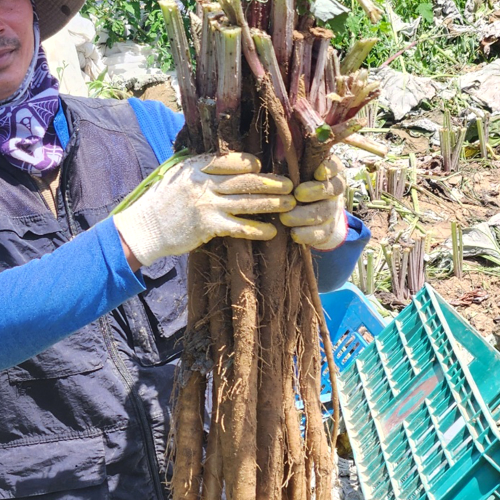 안동 햇 우엉 2kg, 4kg 생우엉 - 상세 이미지 4