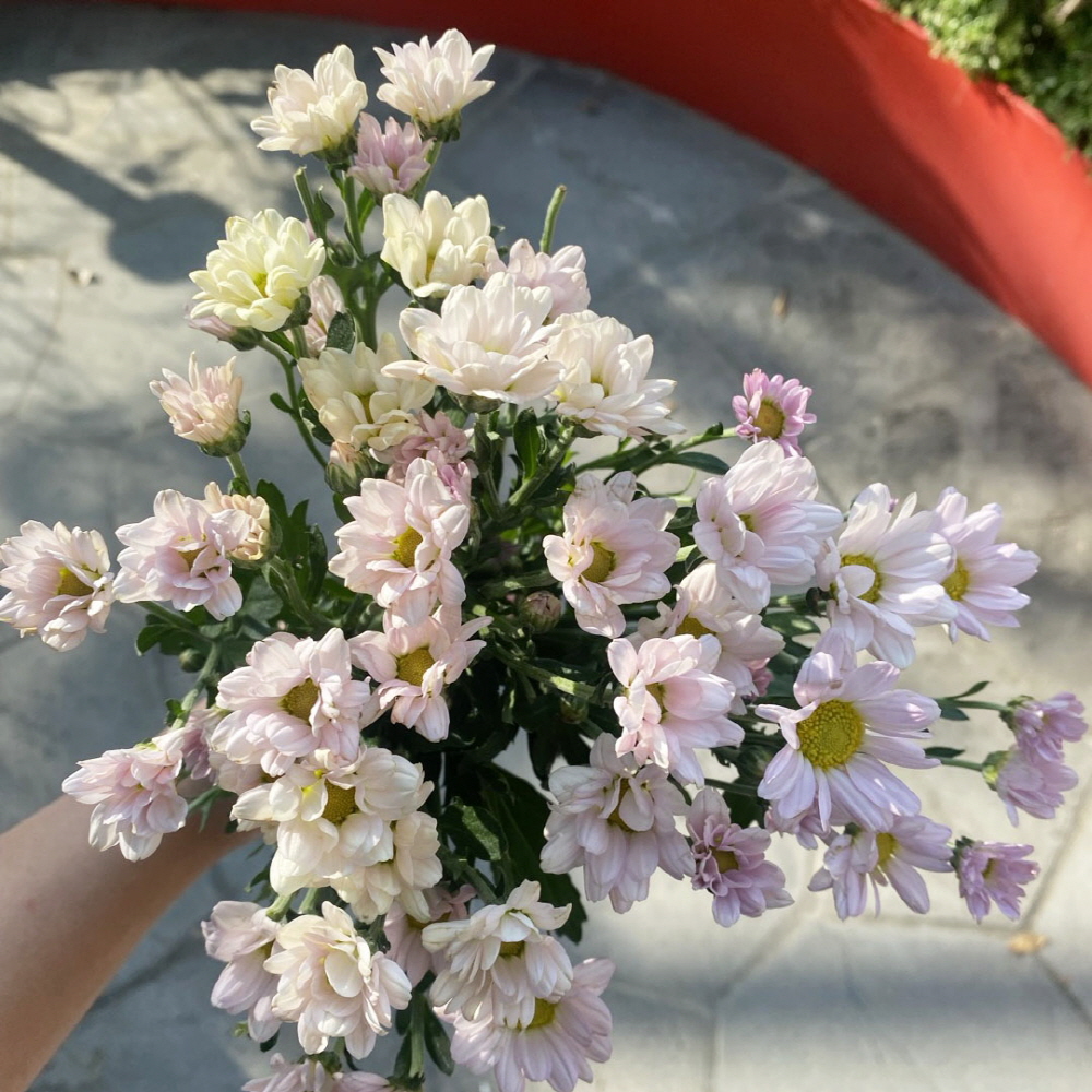 소국 생화 국화 가을꽃 꽃배달 싼곳 양재꽃시장 꽃배송 - 상세 이미지 2
