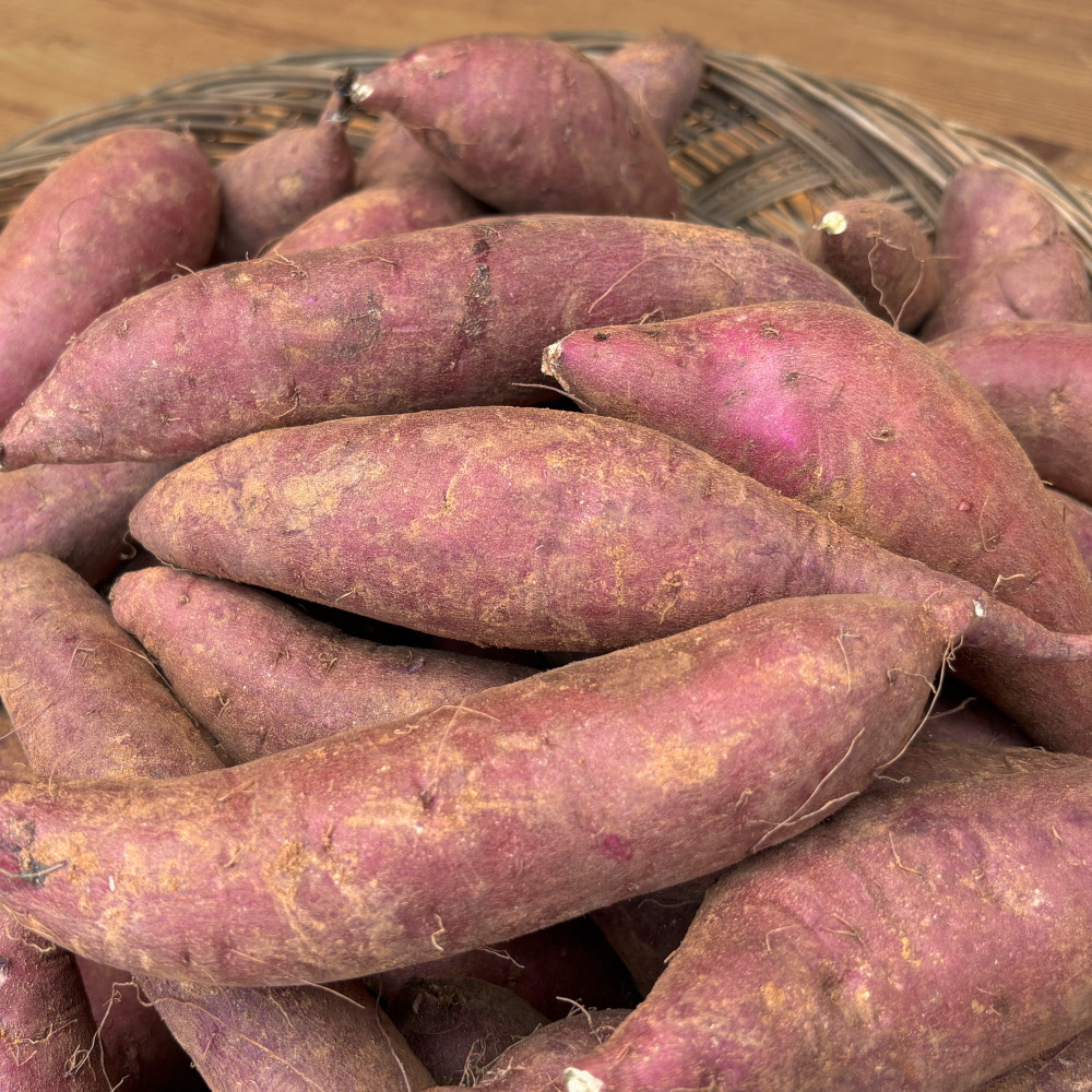 2025 햇고구마 싸리재마을 밤고구마 5kg(꼬마,보통) 퍽퍽한 밤맛 고구마 이미지 6