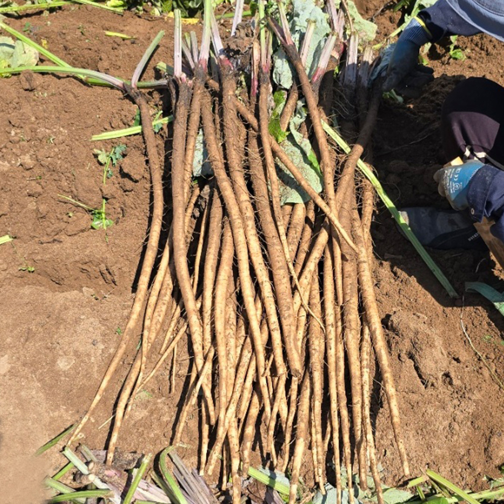 안동 햇 우엉 2kg, 4kg 생우엉 - 상품 이미지