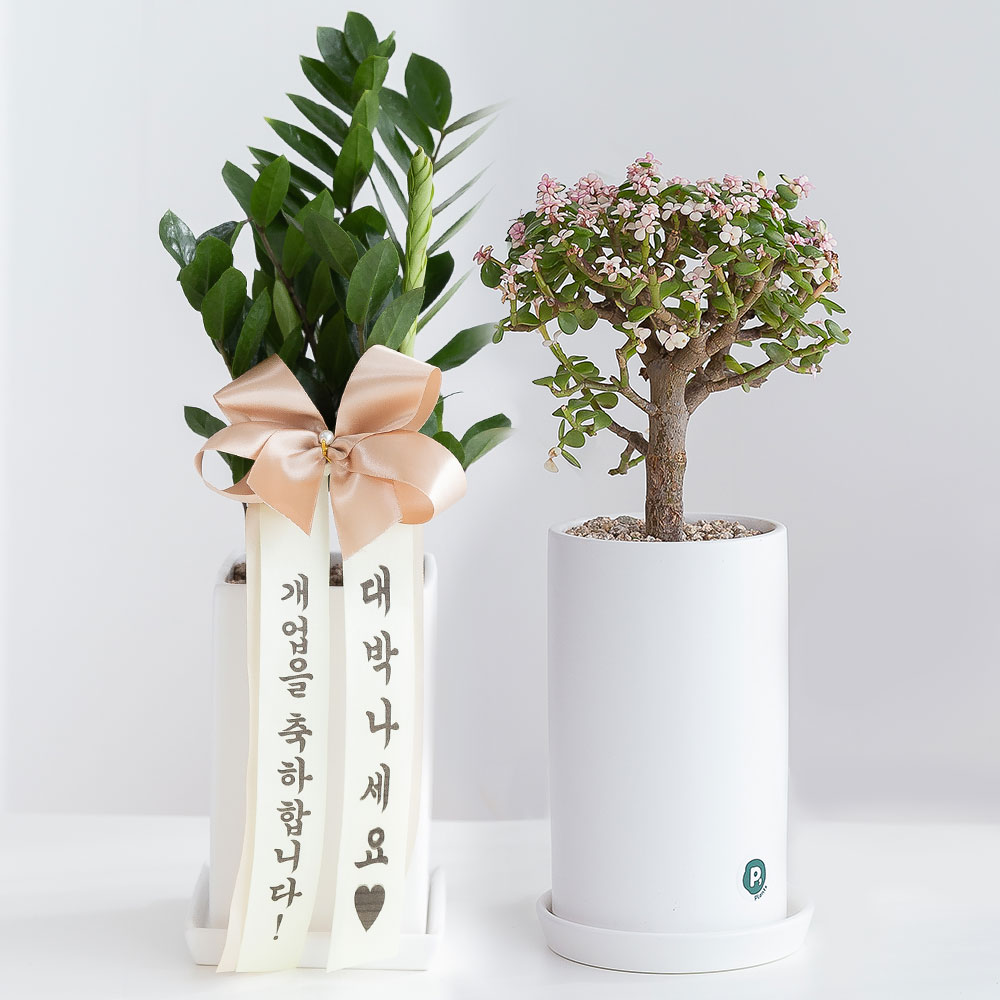 개업화분 꽃배달 승진 축하화환 생일 사무실 카페 식당 미용실 오픈 선물