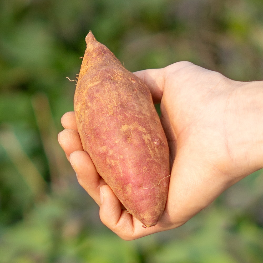 2025 햇고구마 싸리재마을 호박고구마 5kg(한입,상품) - 상세 이미지 5