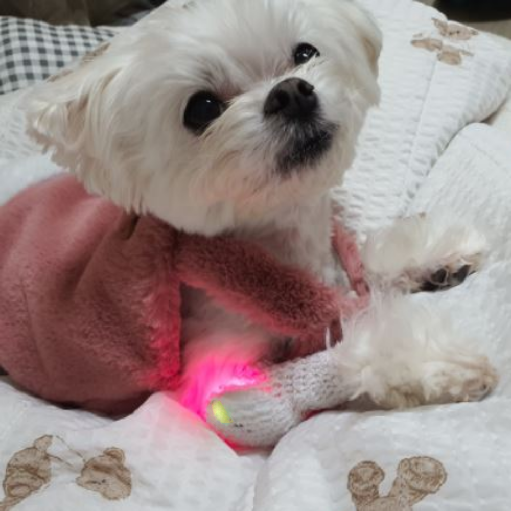 [공식몰] 이아소펫 강아지 고양이 슬개골탈구 관절염 레이저 치료기 근적외선 조사기 싱글 이미지 6