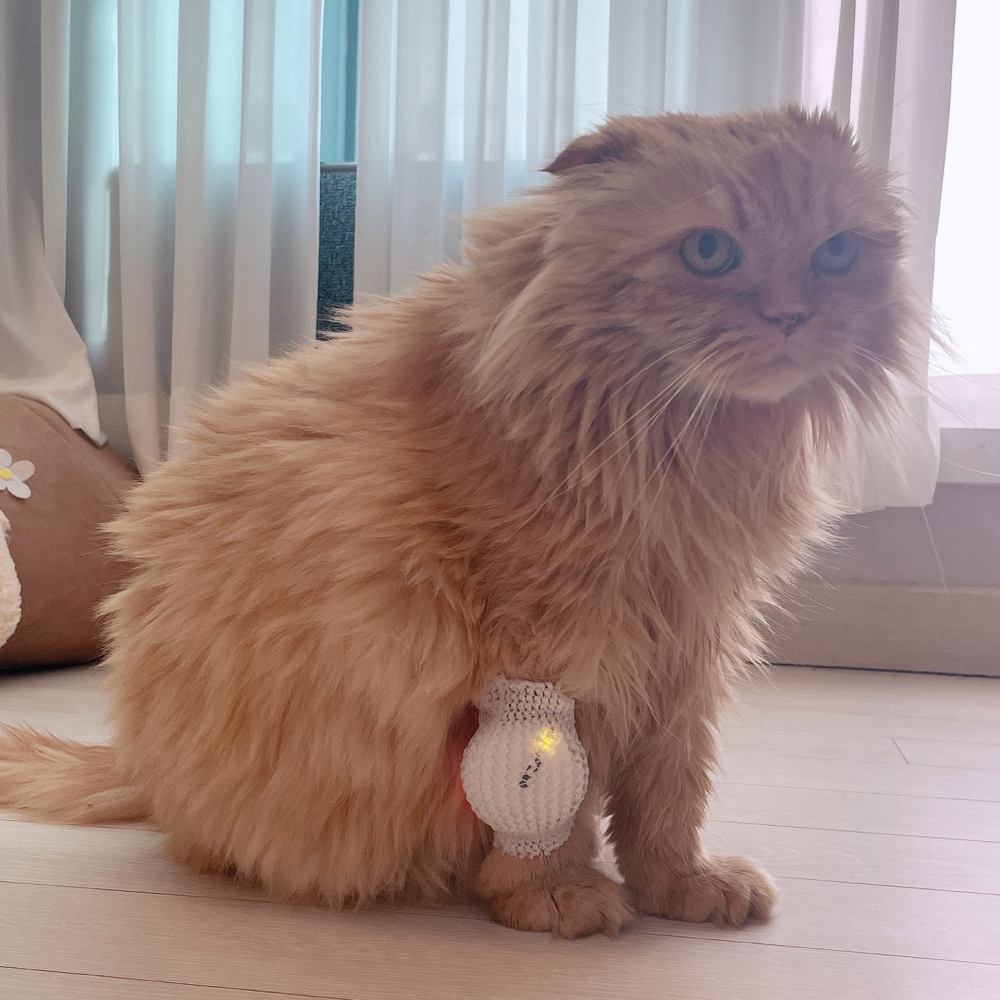 [공식몰] 이아소펫 강아지 고양이 슬개골탈구 관절염 레이저 치료기 근적외선 조사기 싱글 이미지 7