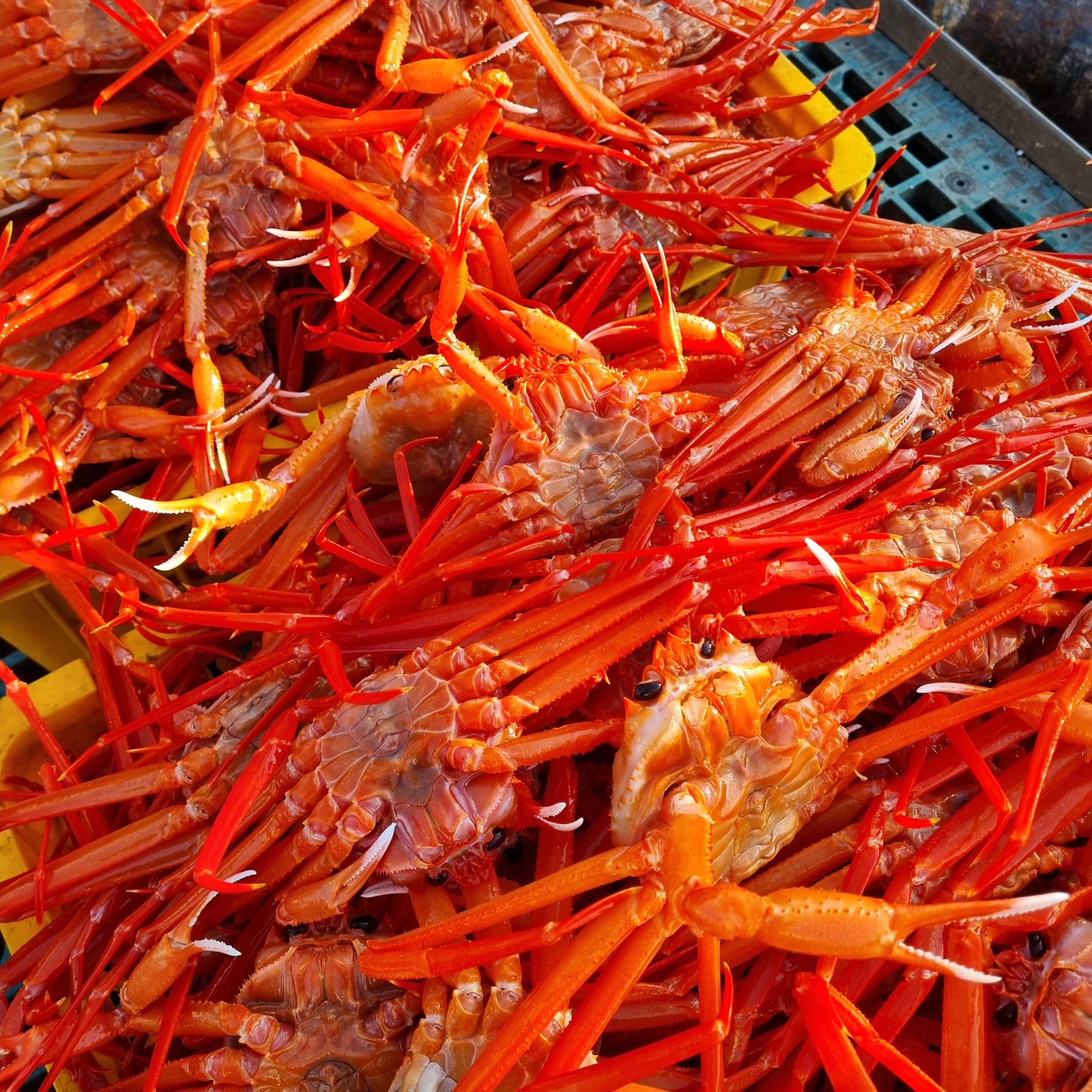 선주 직판 제철 연지홍게 구룡포 후포리 박달홍게 자숙