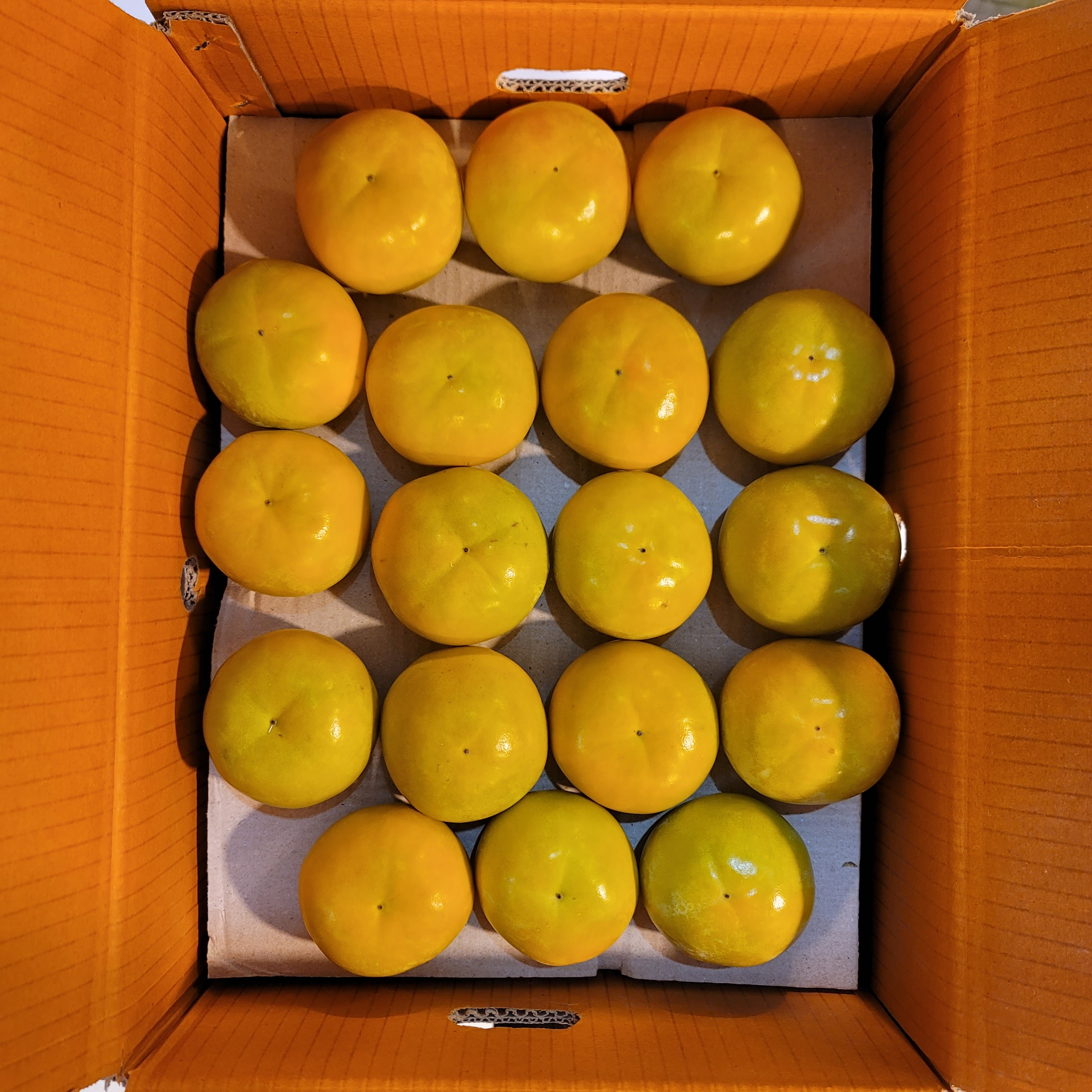 땡감 단감 1kg, 5개 이미지 6