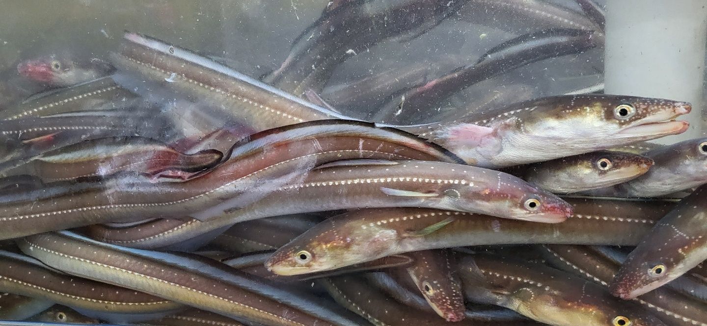 돌고래수산 아나고회 칠암식 순살 세꼬시 붕장어 장어회 400g : 통영돌고래수산