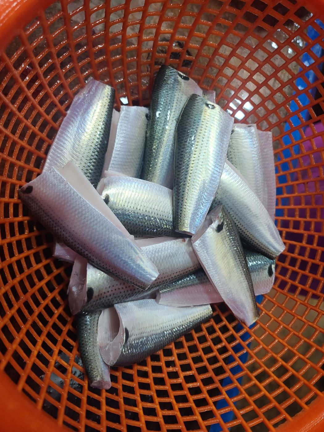 제철 활 전어 당일조업 전어회 구이 필렛 세꼬시 500g - 상세 이미지 2