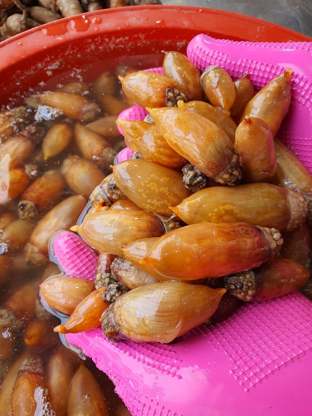 돌고래수산  참미더덕 미더덕 깐미더덕 미더덕회 오만둥이 오만디 500g 1kg : 통영돌고래수산