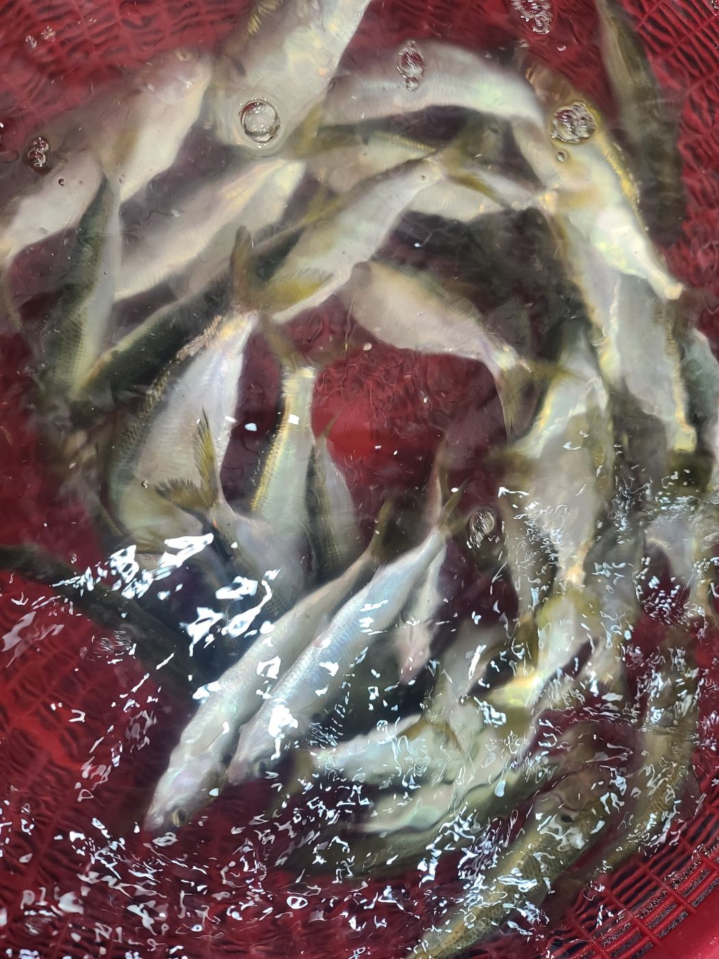 제철 활 전어 당일조업 전어회 구이 필렛 세꼬시 500g - 상세 이미지 4