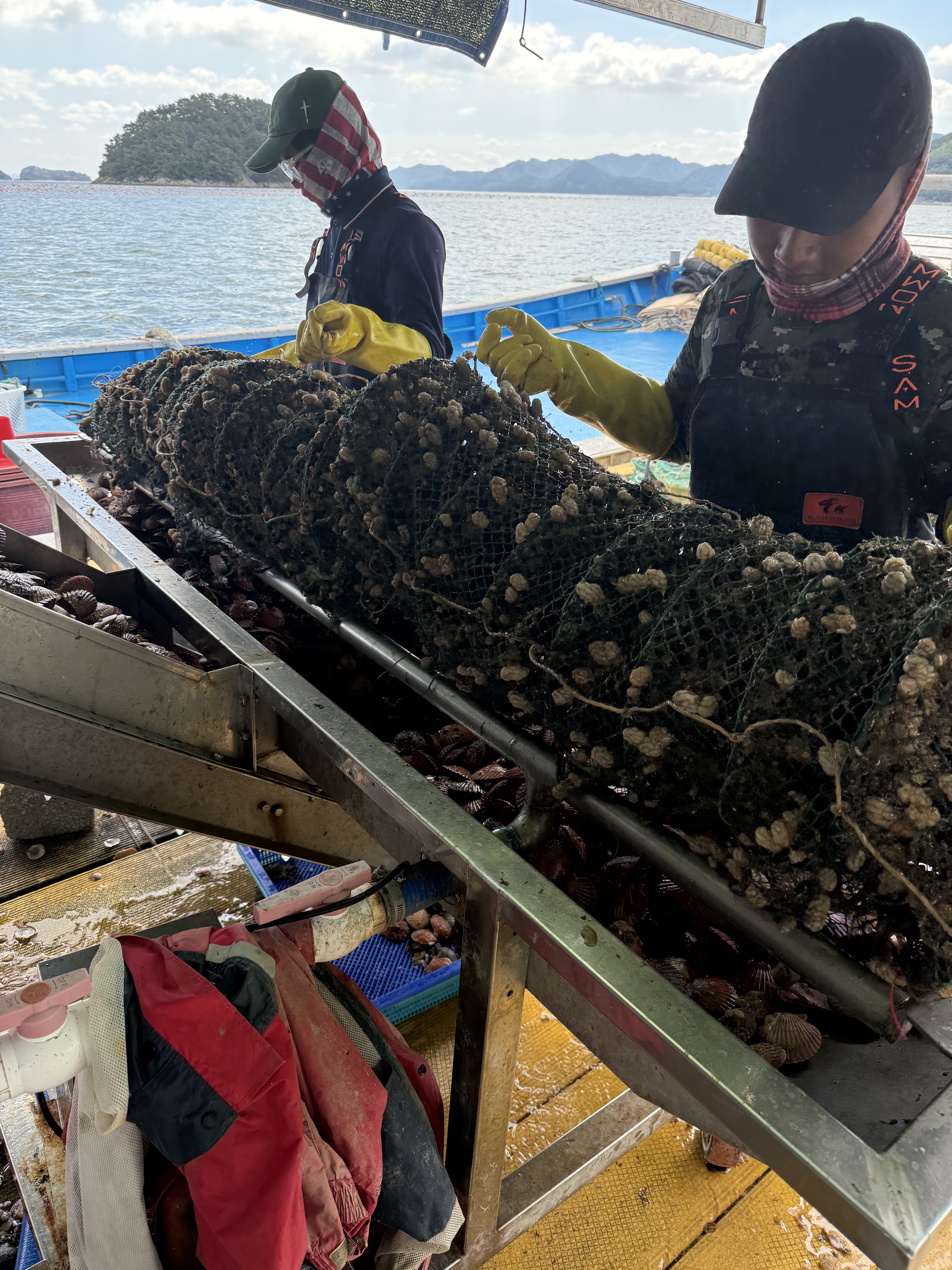 직접키워 더 신선한 (손질세척) 깨끗한 고성 홍가리비1kg 문앞바다