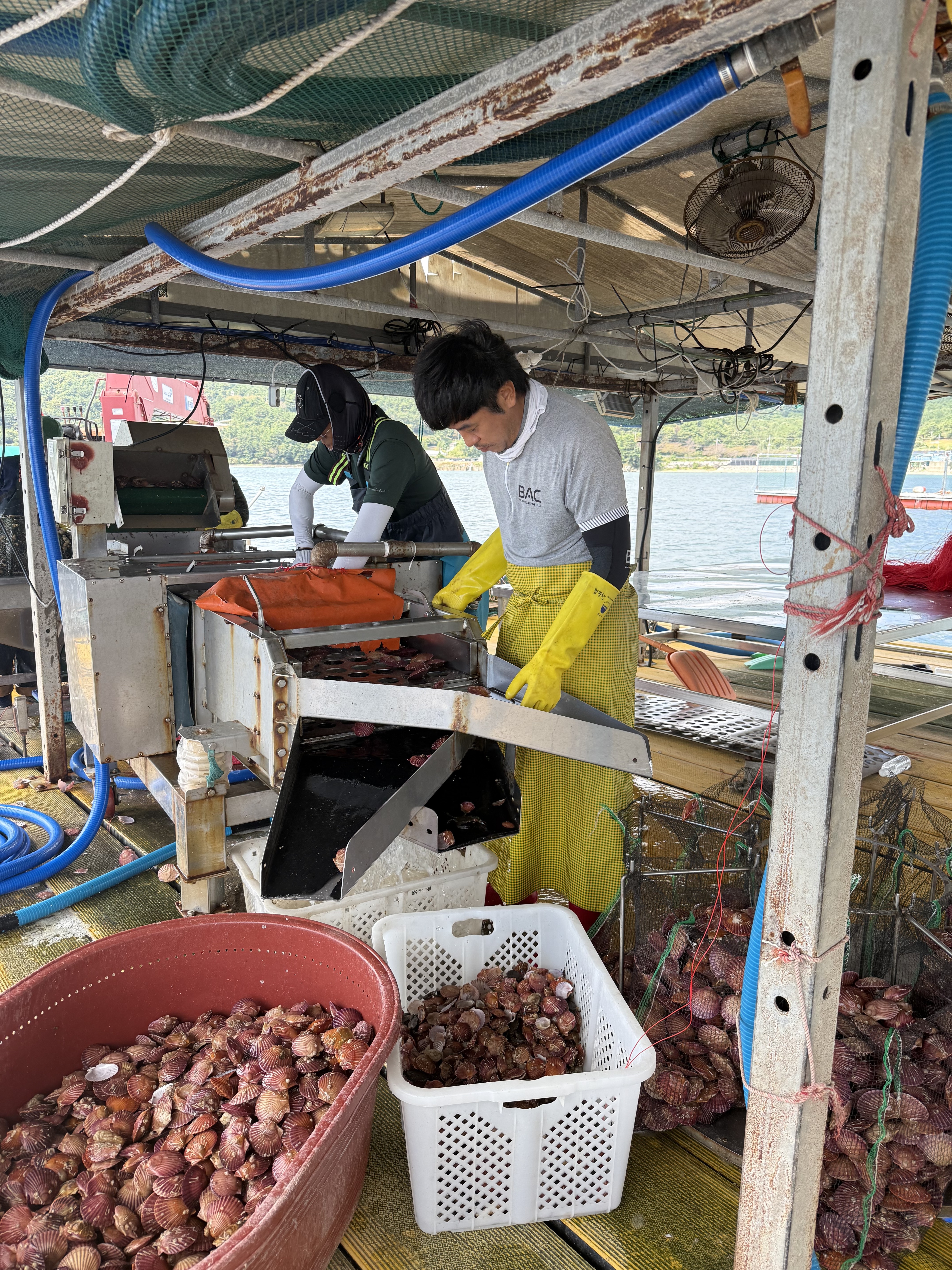 직접키워 더 신선한 (손질세척) 깨끗한 고성 홍가리비1kg 문앞바다